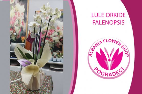 Lule Orkide Falenopsis Phalaenopsis ngjyra e verdhe nga Albania Flower Shop POGRADEC